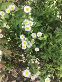 一年蓬花