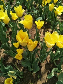 郁金香 花