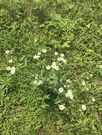 一年蓬花