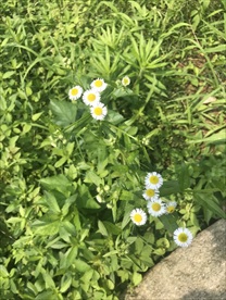 一年蓬花