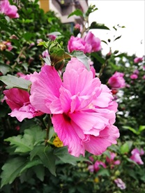 木槿花