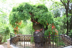 百年古树