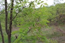 槐花树枝