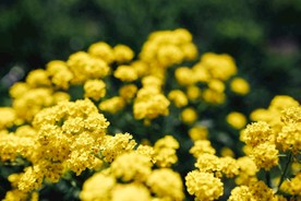 菜籽花