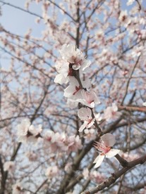 粉色桃花