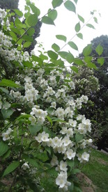 茶花