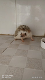 非洲迷你刺猬