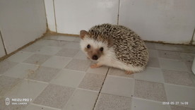 非洲迷你刺猬