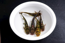 三角蜂