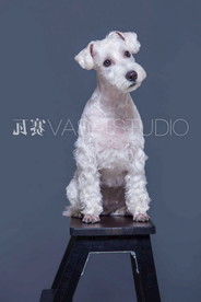 白狗 犬