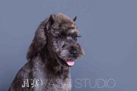 黑狗 犬