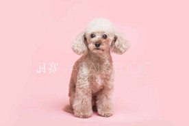 白狗 犬