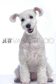 白狗 犬