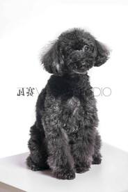 黑狗 犬