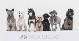 一群狗