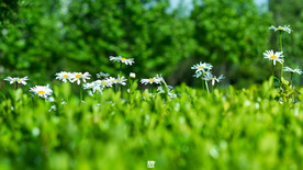 风景电脑 卡通人物 动物桌面