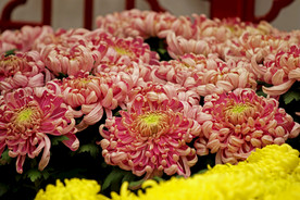 菊花 电脑 风景图片 壁纸