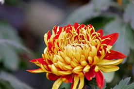 菊花 电脑 风景图片 壁纸
