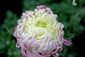 菊花 电脑 风景图片 壁纸