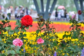 花朵 电脑 风景图片 壁纸