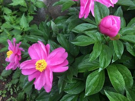 芍药