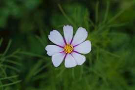 白色小花