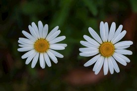 夏花