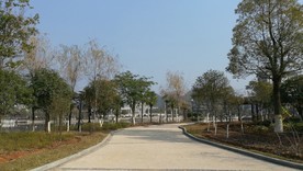 镜湖公园的林荫小道