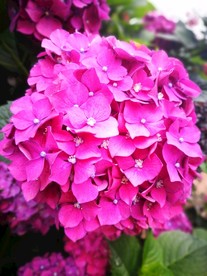 绣球花