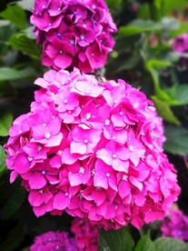 绣球花