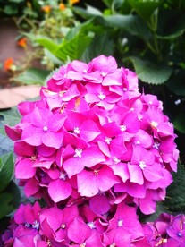 绣球花