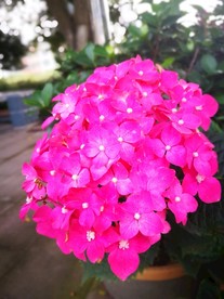 绣球花