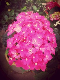 绣球花