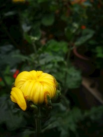 美丽的菊花
