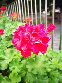 芍花