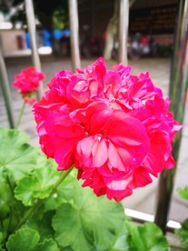 芍花