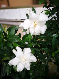栀子花
