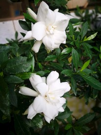 栀子花