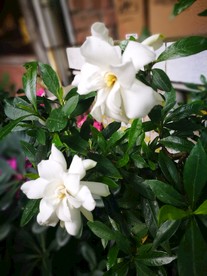 栀子花