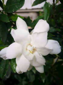 栀子花