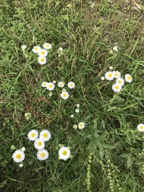一年蓬花