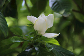 栀子花