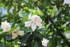 栀子花