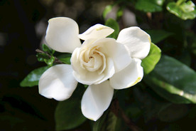 栀子花