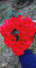 鲜花