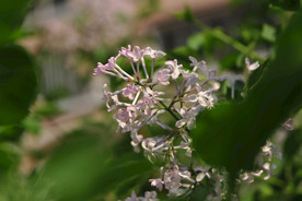 丁香花