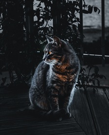 可爱小猫
