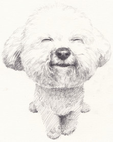 笑咪咪宠物狗狗