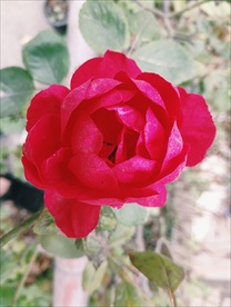 鲜花