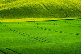 纯绿色草地图片素材